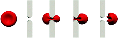 Graphical abstract: Deformation and internal stress in a red blood cell as it is driven through a slit by an incoming flow