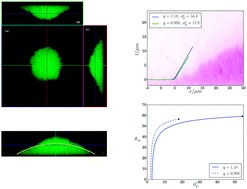 Graphical abstract: Contact line of adsorbed colloid–polymer droplets in theory and experiment