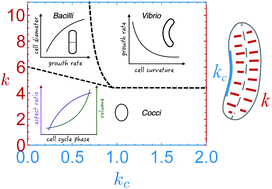 Graphical abstract: Shape dynamics of growing cell walls