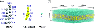 Graphical abstract: Structural organization of sterol molecules in DPPC bilayers: a coarse-grained molecular dynamics investigation