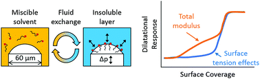 Graphical abstract: Insoluble layer deposition and dilatational rheology at a microscale spherical cap interface