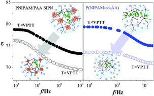 Graphical abstract: Influence of the structure on the collapse of poly(N-isopropylacrylamide)-based microgels: an insight by quantitative dielectric analysis