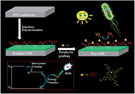 Graphical abstract: A photo-bactericidal thin film composite membrane for forward osmosis