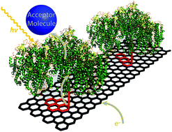 Graphical abstract: High photocurrent generation by photosystem I on artificial interfaces composed of π-system-modified graphene