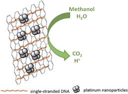 Graphical abstract: Pt/single-stranded DNA/graphene nanocomposite with improved catalytic activity and CO tolerance