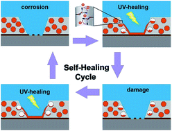 Graphical abstract: Engineering hollow mesoporous silica nanocontainers with molecular switches for continuous self-healing anticorrosion coating