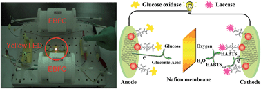 Graphical abstract: Design of an enzymatic biofuel cell with large power output