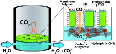 Graphical abstract: Biocatalytic Janus membranes for CO2 removal utilizing carbonic anhydrase