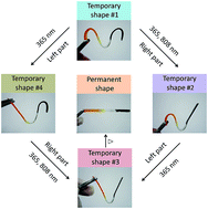 Graphical abstract: Multi-shape-memory effects in a wavelength-selective multicomposite