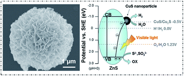 Graphical abstract: Enhanced visible light photocatalytic hydrogen production activity of CuS/ZnS nanoflower spheres