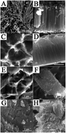 Graphical abstract: Performance improvement by using ammonia water-synthesized TiO2 nanotubes with nanowire porous film mixed nanostructures