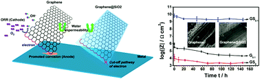 Graphical abstract: Inhibited corrosion-promotion activity of graphene encapsulated in nanosized silicon oxide
