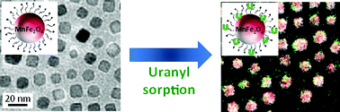 Graphical abstract: Surface functionalized manganese ferrite nanocrystals for enhanced uranium sorption and separation in water