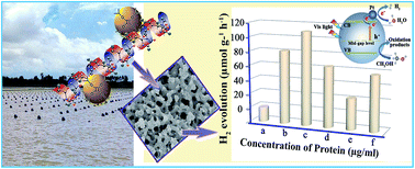 Graphical abstract: Bioprocess-inspired synthesis of hierarchically porous nitrogen-doped TiO2 with high visible-light photocatalytic activity