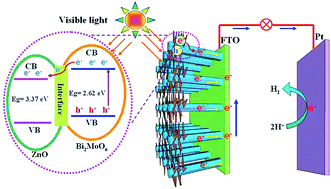 Graphical abstract: Efficient charge separation between Bi2MoO6 nanosheets and ZnO nanowires for enhanced photoelectrochemical properties