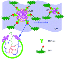 Graphical abstract: In situ controllable synthesis of graphene oxide-based ternary magnetic molecularly imprinted polymer hybrid for efficient enrichment and detection of eight microcystins