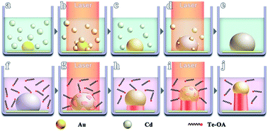 Graphical abstract: Laser-driven absorption/desorption of catalysts for producing nanowire arrays in solution