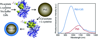 Graphical abstract: Biomineralization of PbS and PbS–CdS core–shell nanocrystals and their application in quantum dot sensitized solar cells