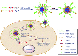 Graphical abstract: Co-delivery of doxorubicin and P-glycoprotein siRNA by multifunctional triblock copolymers for enhanced anticancer efficacy in breast cancer cells