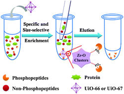 Graphical abstract: Zr-based metal–organic frameworks for specific and size-selective enrichment of phosphopeptides with simultaneous exclusion of proteins