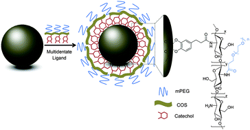 Graphical abstract: A mussel-inspired chitooligosaccharide based multidentate ligand for highly stabilized nanoparticles
