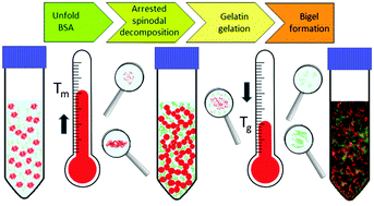 Graphical abstract: Bigels formed via spinodal decomposition of unfolded protein