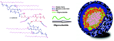 Graphical abstract: Tween 85 grafted PEIs enhanced delivery of antisense 2′-O-methyl phosphorothioate oligonucleotides in vitro and in dystrophic mdx mice