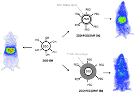 Graphical abstract: Controlling aminosilane layer thickness to extend the plasma half-life of stealth persistent luminescence nanoparticles in vivo