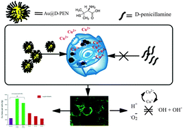 Graphical abstract: Biocompatible d-penicillamine conjugated Au nanoparticles: targeting intracellular free copper ions for detoxification