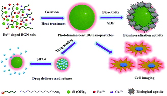 Graphical abstract: Monodisperse photoluminescent and highly biocompatible bioactive glass nanoparticles for controlled drug delivery and cell imaging