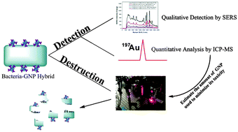 Graphical abstract: Gold nanoparticle labeling based ICP-MS detection/measurement of bacteria, and their quantitative photothermal destruction