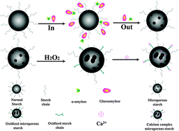 Graphical abstract: Calcium-modified microporous starch with potent hemostatic efficiency and excellent degradability for hemorrhage control