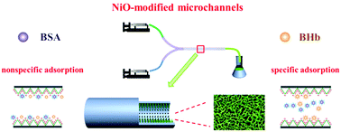 Graphical abstract: Controllable construction of micro/nanostructured NiO arrays in confined microchannels via microfluidic chemical fabrication for highly efficient and specific absorption of abundant proteins