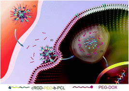 Graphical abstract: Combinatorial targeting polymeric micelles for anti-tumor drug delivery