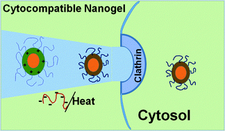 Graphical abstract: Temperature-sensitive polypeptide nanogels for intracellular delivery of a biomacromolecular drug