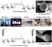 Graphical abstract: Novel multifunctional PB and PBH hydrogels as soft filler for tissue engineering