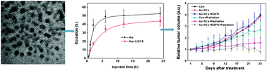 Graphical abstract: Use of epidermal growth factor receptor antibody–gold cluster conjugates with good renal excretion in targeted cancer radiation treatment