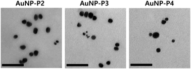 Graphical abstract: Photodynamic tumor therapy of nanoparticles with chlorin e6 sown in poly(ethylene glycol) forester