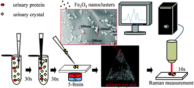 Graphical abstract: Enhanced Raman sensitivity and magnetic separation for urolithiasis detection using phosphonic acid-terminated Fe3O4 nanoclusters