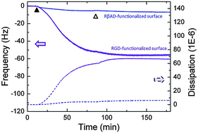 Graphical abstract: Controlled surface density of RGD ligands for cell adhesion: evidence for ligand specificity by using QCM-D