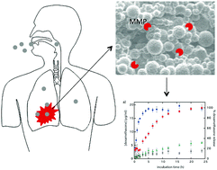 Graphical abstract: Matrix metalloproteinase-sensitive hydrogel microparticles for pulmonary drug delivery of small molecule drugs or proteins