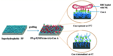 Graphical abstract: Immobilization of nattokinase-loaded red blood cells on the surface of superhydrophobic polypropylene targeting fibrinolytic performance