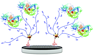 Graphical abstract: Decorating graphene oxide/nanogold with dextran-based polymer brushes for the construction of ultrasensitive electrochemical enzyme biosensors