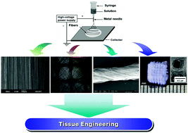 Graphical abstract: Electrospun anisotropic architectures and porous structures for tissue engineering