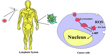 Graphical abstract: Lipid-coated ZnO nanoparticles as lymphatic-targeted drug carriers: study on cell-specific toxicity in vitro and lymphatic targeting in vivo