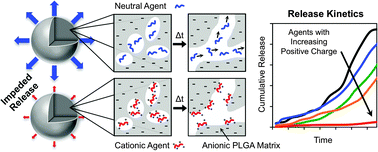 Graphical abstract: Positive charge of “sticky” peptides and proteins impedes release from negatively charged PLGA matrices