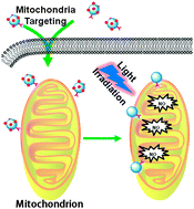 Graphical abstract: A mitochondrial-targeting and NO-based anticancer nanosystem with enhanced photo-controllability and low dark-toxicity