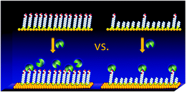 Graphical abstract: Spatially nanoscale-controlled functional surfaces toward efficient bioactive platforms