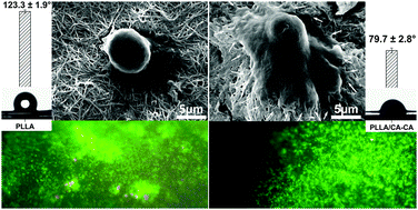 Graphical abstract: Citric acid modification of PLLA nano-fibrous scaffolds to enhance cellular adhesion, proliferation and osteogenic differentiation