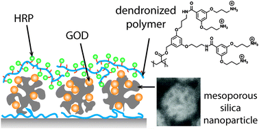 Graphical abstract: Co-immobilization of enzymes with the help of a dendronized polymer and mesoporous silica nanoparticles